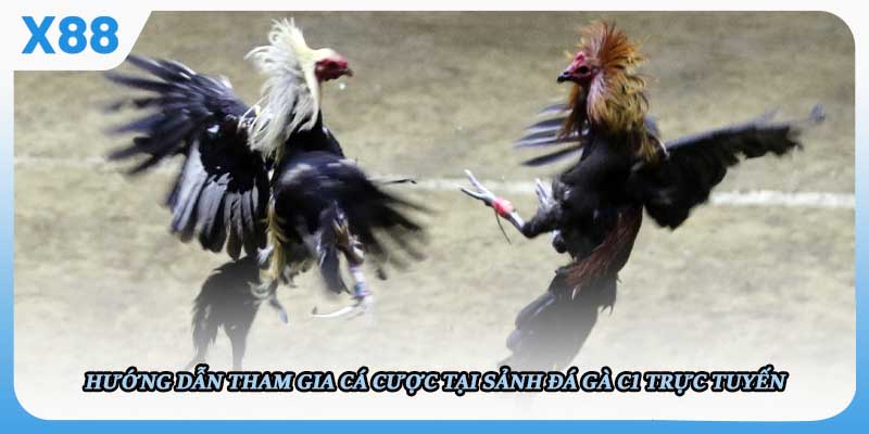 Kinh nghiệm và mẹo cược đá gà mạng hiệu quả tại X88