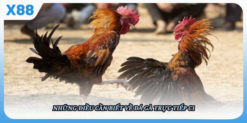 Đá Gà Mạng X88 là gì? Khái quát tổng quan về hình thức này